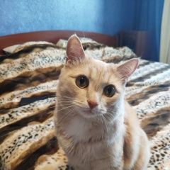 Подробнее об объявлении «Пропал кот Москва» Фото: пропала кошка Британская короткошерстная «Пропал кот Москва» в г. Москва
