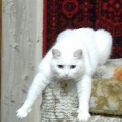 Подробнее об объявлении «Пермь Пропала кошка» Фото: пропала кошка  «Пермь Пропала кошка» в г. Пермь