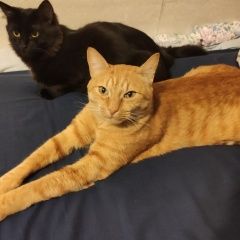 Подробнее об объявлении «Пропал кот рыжий кот. сао тимирязевский Москва» Фото: пропала кошка  «Пропал кот рыжий кот. сао тимирязевский Москва» в г. Москва