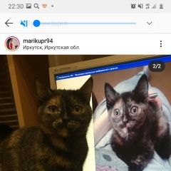Подробнее об объявлении «Иркутск Пропала кошка по кличке мика» Фото: пропала кошка Скоттиш страйт (шотландская прямоухая) «Иркутск Пропала кошка по кличке мика» в г. Иркутск