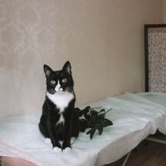 Подробнее об объявлении «Пропал кот мотя Москва» Фото: пропала кошка  «Пропал кот мотя Москва» в г. Москва