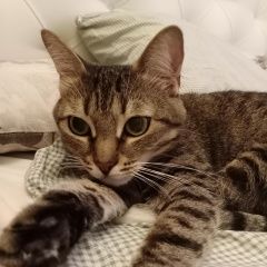 Подробнее об объявлении «Пропала кошка пожалуйста помогите найти Москва» Фото: пропала кошка  «Пропала кошка пожалуйста помогите найти Москва» в г. Москва