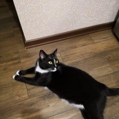 Подробнее об объявлении «Пропал кот Москва» Фото: пропала кошка  «Пропал кот Москва» в г. Москва