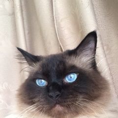 Подробнее об объявлении «Геленджик Пропал кот» Фото: пропала кошка Невская маскарадная «Геленджик Пропал кот» в г. Геленджик