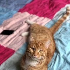 Подробнее об объявлении «Пропал кот Москва» Фото: пропала кошка  «Пропал кот Москва» в г. Москва