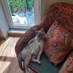 Подробнее об объявлении «Пропала кошка ростокино, малахитовая ул. Москва» Фото: пропала кошка  «Пропала кошка ростокино, малахитовая ул. Москва» в г. Москва