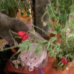 Подробнее об объявлении «Пропал кот Краснодар» Фото: пропала кошка Скоттиш страйт (шотландская прямоухая) «Пропал кот Краснодар» в г. Краснодар