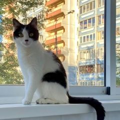 Подробнее об объявлении «Москва Пропала кошка» Фото: пропала кошка  «Москва Пропала кошка» в г. Москва