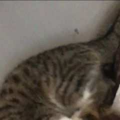 Подробнее об объявлении «Москва Пропал кот в ночь с 4 на 5 августа» Фото: пропала кошка  «Москва Пропал кот в ночь с 4 на 5 августа» в г. Москва