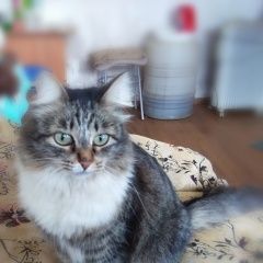 Подробнее об объявлении «Сургут Пропала кошка мура» Фото: пропала кошка  «Сургут Пропала кошка мура» в г. Сургут