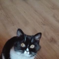 Подробнее об объявлении «Пропала кошка помогите найти Черноголовка» Фото: пропала кошка  «Пропала кошка помогите найти Черноголовка» в г. Черноголовка