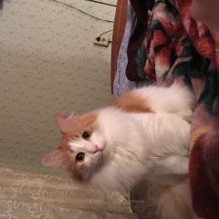 Подробнее об объявлении «Ульяновск Пропал кот помоги пожалуйста найти кота» Фото: пропала кошка  «Ульяновск Пропал кот помоги пожалуйста найти кота» в г. Ульяновск