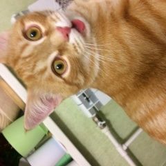 Подробнее об объявлении «Пропала кошка кот Оренбург» Фото: пропала кошка  «Пропала кошка кот Оренбург» в г. Оренбург