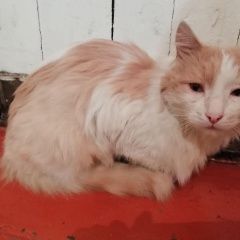 Подробнее об объявлении «Казань Пропал кот» Фото: пропала кошка  «Казань Пропал кот» в г. Казань