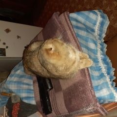 Подробнее об объявлении «Волгоград Пропала кошка» Фото: пропала кошка  «Волгоград Пропала кошка» в г. Волгоград
