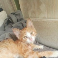 Подробнее об объявлении «Пропал кот рыжий котенок. Самара» Фото: пропала кошка  «Пропал кот рыжий котенок. Самара» в г. Самара