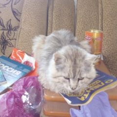 Подробнее об объявлении «Пропал кот Ставрополь» Фото: пропала кошка  «Пропал кот Ставрополь» в г. Ставрополь