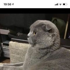 Подробнее об объявлении «Воронеж Пропала кошка» Фото: пропала кошка  «Воронеж Пропала кошка» в г. Воронеж