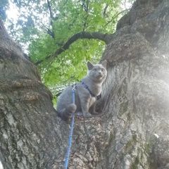 Подробнее об объявлении «Пенза Пропала кошка» Фото: пропала кошка Британская короткошерстная «Пенза Пропала кошка» в г. Пенза