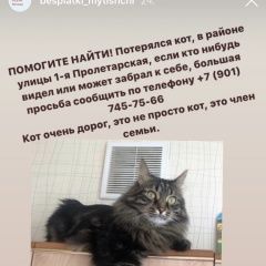 Подробнее об объявлении «Пропал кот помогите найти кота за вознаграждение Мытищи» Фото: пропала кошка  «Пропал кот помогите найти кота за...» в г. Мытищи