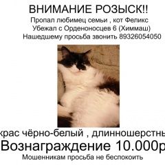 Подробнее об объявлении «Екатеринбург Пропал кот» Фото: пропала кошка Сибирская «Екатеринбург Пропал кот» в г. Екатеринбург