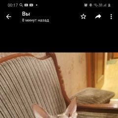 Подробнее об объявлении «Пропала кошка Мытищи» Фото: пропала кошка  «Пропала кошка Мытищи» в г. Мытищи