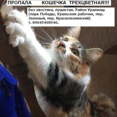 Подробнее об объявлении «Екатеринбург Пропала кошка трехцветная, без хвостика.» Фото: пропала кошка Курильский бобтейл «Екатеринбург Пропала кошка трехцветная, без...» в г. Екатеринбург