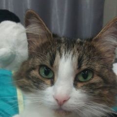 Подробнее об объявлении «Кривой Рог Пропала кошка» Фото: пропала кошка  «Кривой Рог Пропала кошка» в г. Кривой Рог