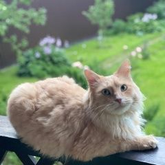 Подробнее об объявлении «Пропал кот Дмитров» Фото: пропала кошка  «Пропал кот Дмитров» в г. Дмитров