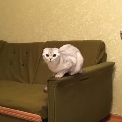 Подробнее об объявлении «Пропала кошка Кострома» Фото: пропала кошка Шотландский терьер «Пропала кошка Кострома» в г. Кострома
