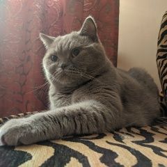 Подробнее об объявлении «Пропала кошка Ростов-на-Дону» Фото: пропала кошка Скоттиш страйт (шотландская прямоухая) «Пропала кошка Ростов-на-Дону» в г. Ростов-на-Дону