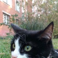 Подробнее об объявлении «Нижний Новгород Пропала кошка» Фото: пропала кошка  «Нижний Новгород Пропала кошка» в г. Нижний Новгород