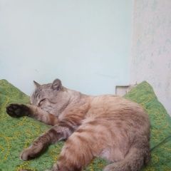 Подробнее об объявлении «Владивосток Пропал кот.» Фото: пропала кошка  «Владивосток Пропал кот.» в г. Владивосток
