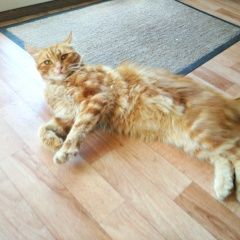 Подробнее об объявлении «Чехов Пропал кот» Фото: пропала кошка Британская длинношерстная «Чехов Пропал кот» в г. Чехов