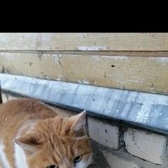 Подробнее об объявлении «Нижний Новгород Пропал кот» Фото: пропала кошка  «Нижний Новгород Пропал кот» в г. Нижний Новгород