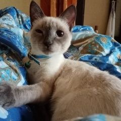 Подробнее об объявлении «Пропал кот Омск» Фото: пропала кошка Тайская «Пропал кот Омск» в г. Омск