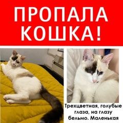 Подробнее об объявлении «Москва Пропала кошка вознаграждение 10000» Фото: пропала кошка  «Москва Пропала кошка вознаграждение 10000» в г. Москва