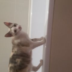 Подробнее об объявлении «Пропала кошка Дубки» Фото: пропала кошка  «Пропала кошка Дубки» в г. Дубки