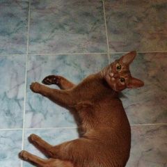 Подробнее об объявлении «Пропала кошка Троицк» Фото: пропала кошка Абиссинская «Пропала кошка Троицк» в г. Троицк