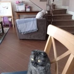 Подробнее об объявлении «Москва Пропала кошка снт 40 лет октября» Фото: пропала кошка Британская короткошерстная «Москва Пропала кошка снт 40 лет октября» в г. Москва