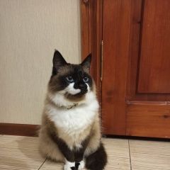 Подробнее об объявлении «Таганрог Пропал кот. помогите» Фото: пропала кошка Тайская «Таганрог Пропал кот. помогите» в г. Таганрог