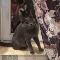 Подробнее об объявлении «Москва Пропал кот на курском вокзале» Фото: пропала кошка Русская голубая «Москва Пропал кот на курском вокзале» в г. Москва