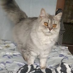 Подробнее об объявлении «Саратов Пропал кот.» Фото: пропала кошка  «Саратов Пропал кот.» в г. Саратов
