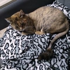 Подробнее об объявлении «Пропала кошка Лаишево» Фото: пропала кошка  «Пропала кошка Лаишево» в г. Лаишево