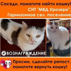 Подробнее об объявлении «Петрозаводск Пропала кошка» Фото: пропала кошка  «Петрозаводск Пропала кошка» в г. Петрозаводск