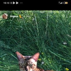 Подробнее об объявлении «Пропала кошка девочка бенгал Волоколамск» Фото: пропала кошка Бенгальская «Пропала кошка девочка бенгал Волоколамск» в г. Волоколамск