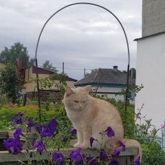 Подробнее об объявлении «Пропала кошка Анжеро-Судженск» Фото: пропала кошка  «Пропала кошка Анжеро-Судженск» в г. Анжеро-Судженск