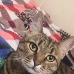 Подробнее об объявлении «Псков Пропала кошка» Фото: пропала кошка  «Псков Пропала кошка» в г. Псков