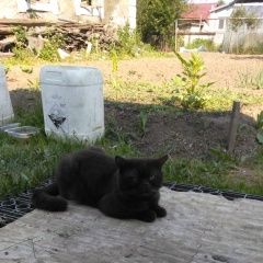 Подробнее об объявлении «Екатеринбург Пропал кот» Фото: пропала кошка Британская короткошерстная «Екатеринбург Пропал кот» в г. Екатеринбург