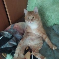 Подробнее об объявлении «Пропал кот в ул северная д 16 Одинцово» Фото: пропала кошка  «Пропал кот в ул северная д 16 Одинцово» в г. Одинцово